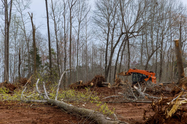 Seasonal Cleanup (Spring/Fall) in Wilkshire Hills, OH